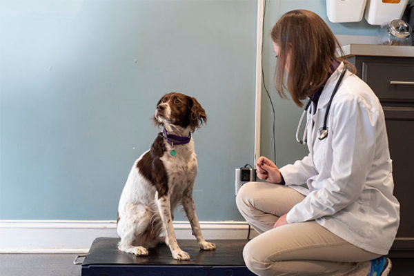 petwellclinic-vet-checking-weight-of-dog