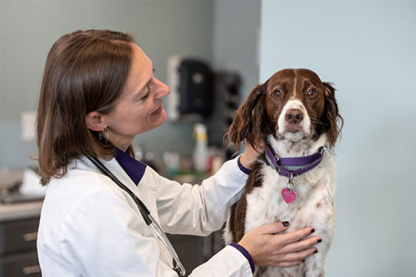 petwellclinic-vet-looking-at-dog