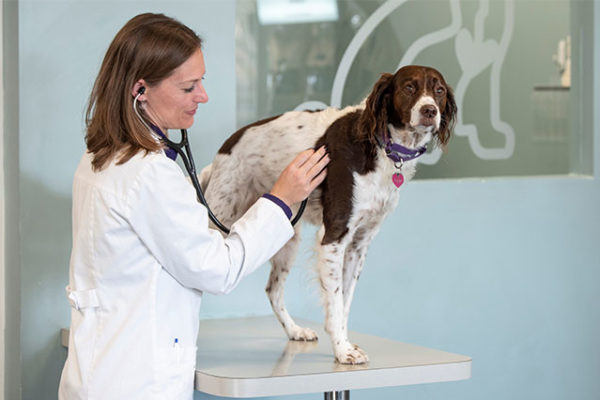 petwellclinic-vet-stethoscope-dog