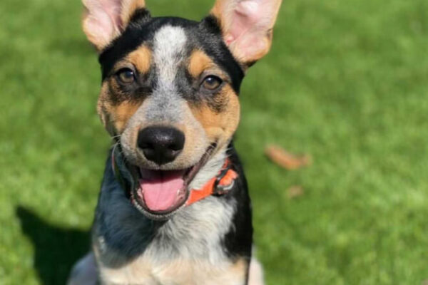 GoDog_2023_Brand-Guidelines 3 GoDog_2023_Brand-Guidelines 3