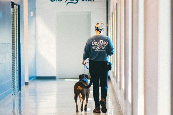 GoDog_2023_Brand-Guidelines 4 GoDog_2023_Brand-Guidelines 4