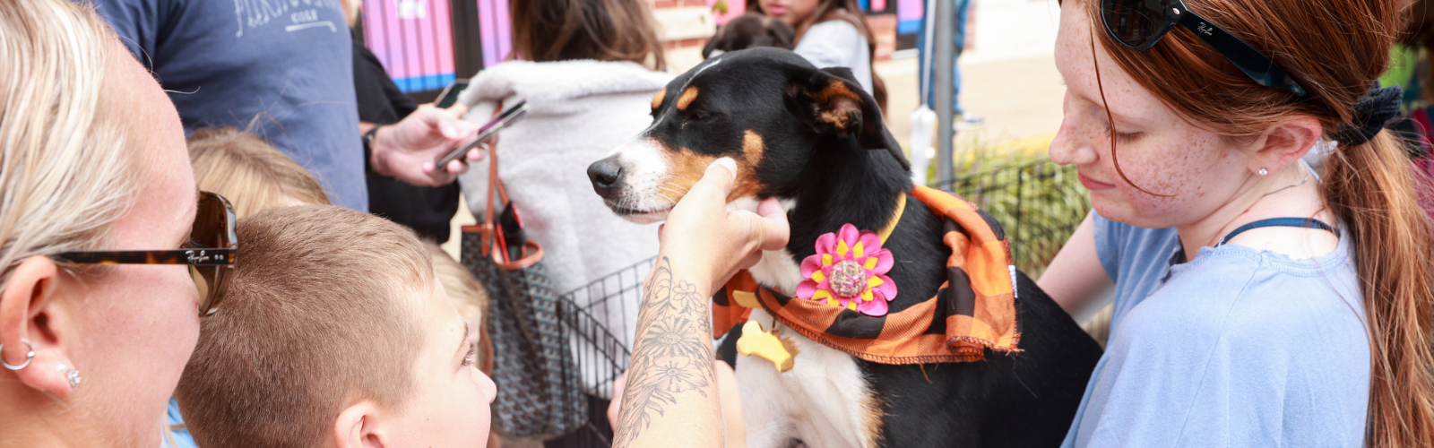 Leesburg Pet Festival Hosts Doggy Talent Show, Obstacle Course